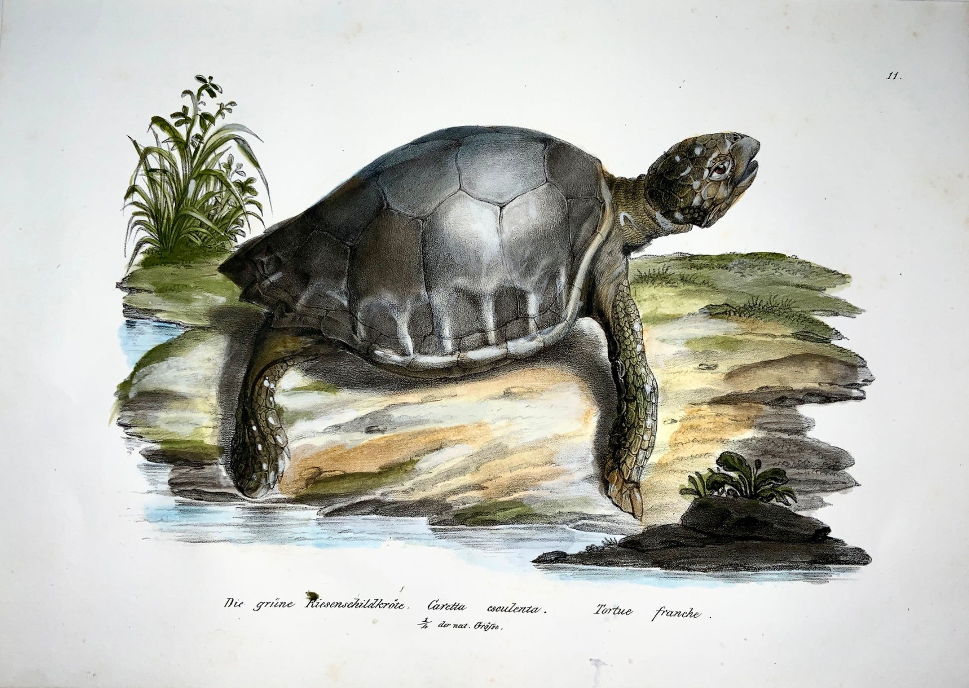 1833 H.R. Schinz (b1777) - GREEN SEA TURTLE - Hand colour stone lithograph - Amphibians