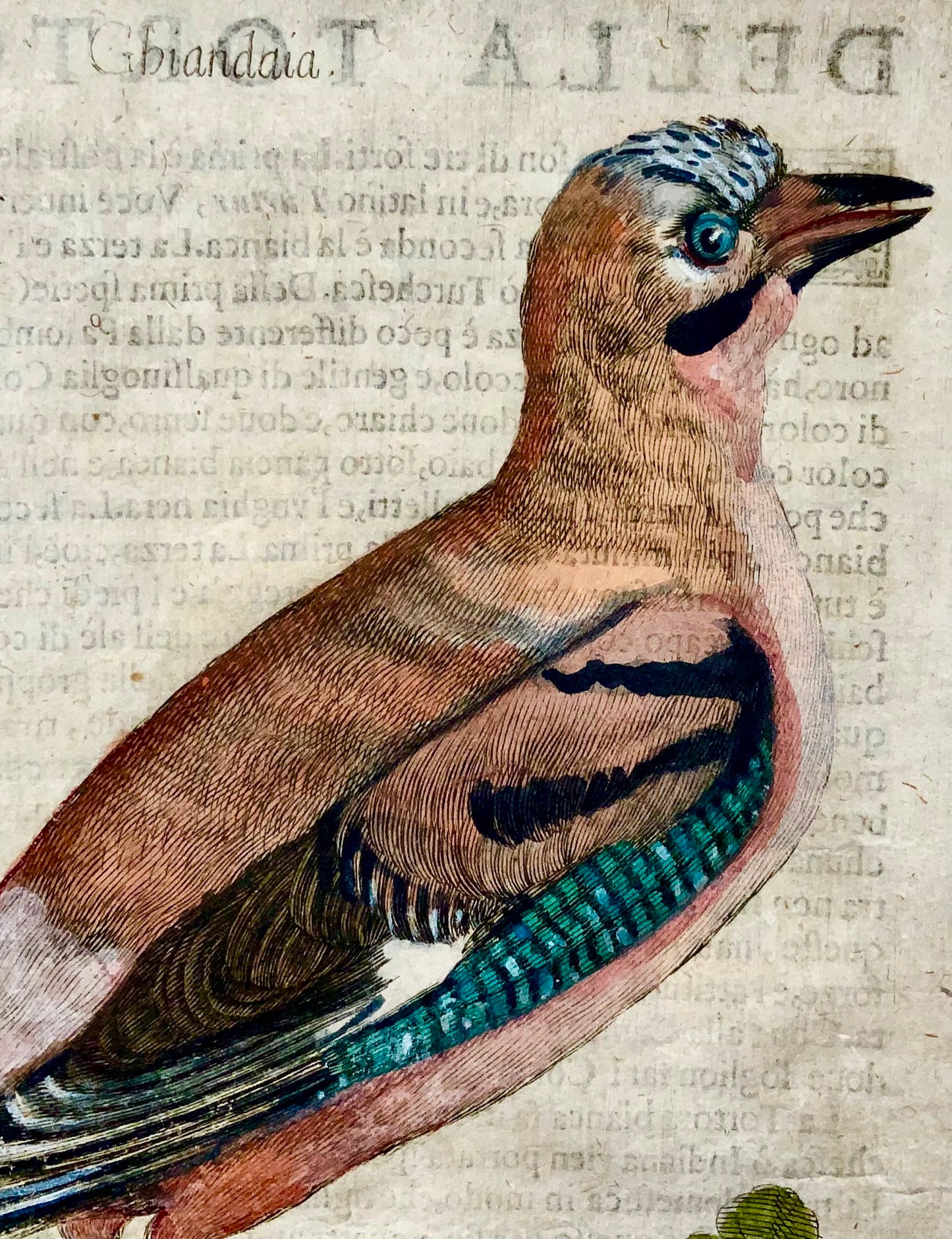 1622 Jay, Ornithology, Antonio Tempesta; Fr. Villamena, Master Engraving