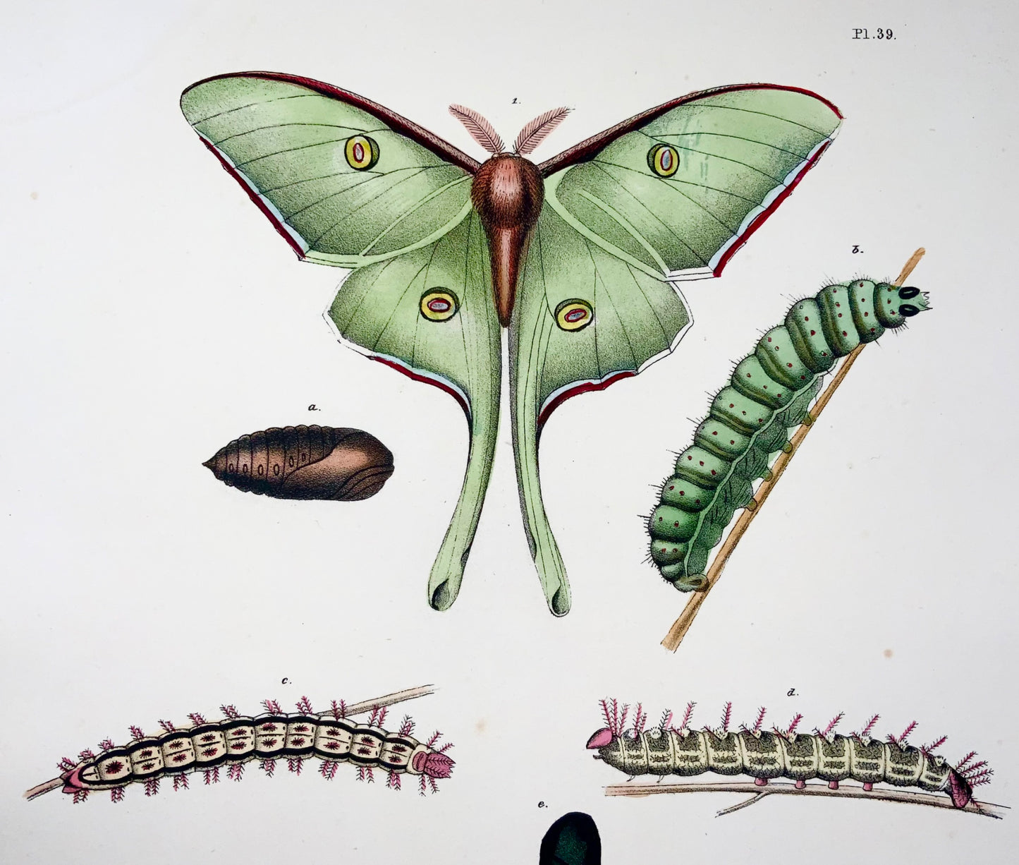 1854 Pease lit; Emmons - Farfalle Attacus - litografia in pietra colorata a mano