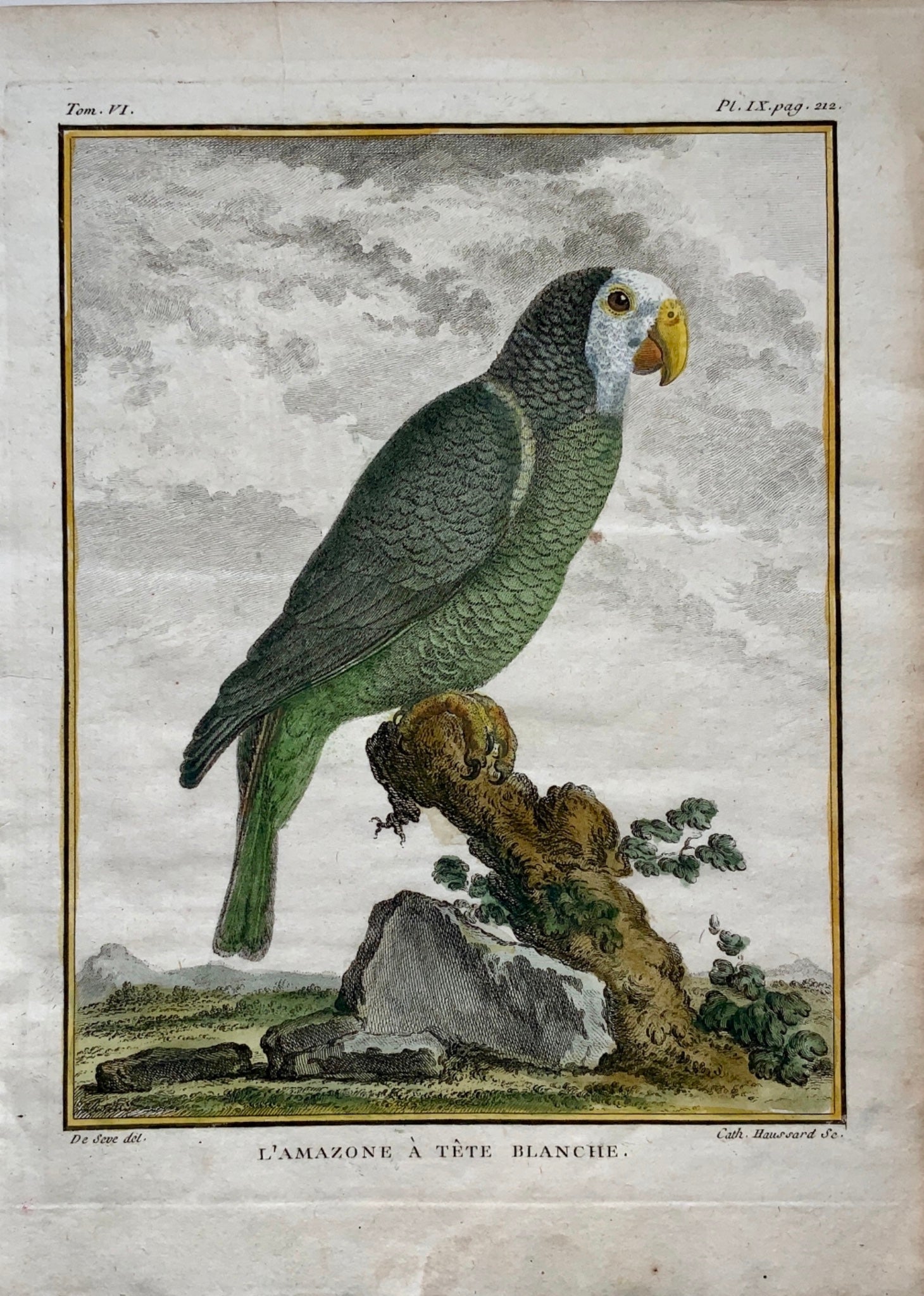 Antique Original from 1779 Mansard after Jacques de Seve - Perroquet tapire - 4to store engraving - Ornithology