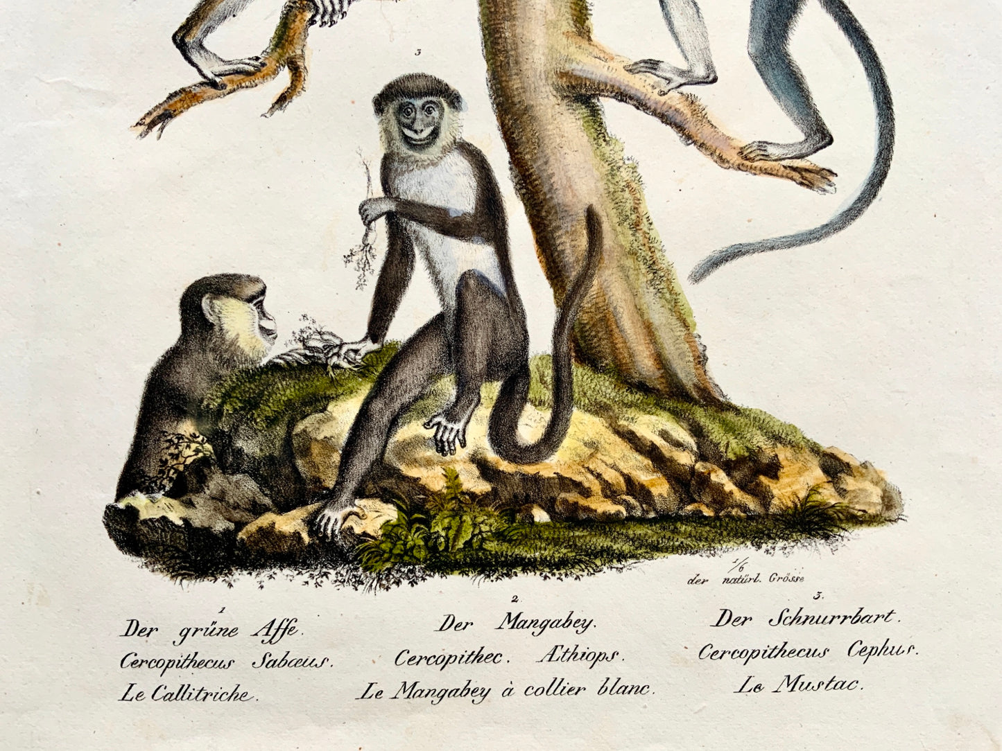 1824 Guenon Old World Monkey K.J. Brodtmann col FOLIO stone lithograph - Mammals