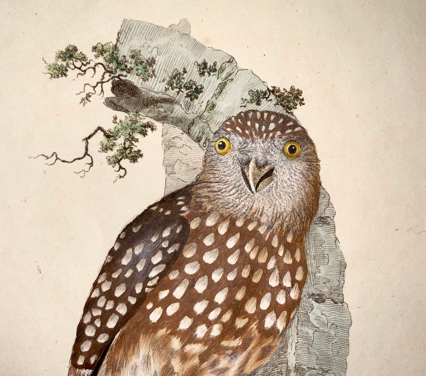 1794 Edward Donovan - LITTLE OWL - exquisite hand coloured copper engraving - Ornithology