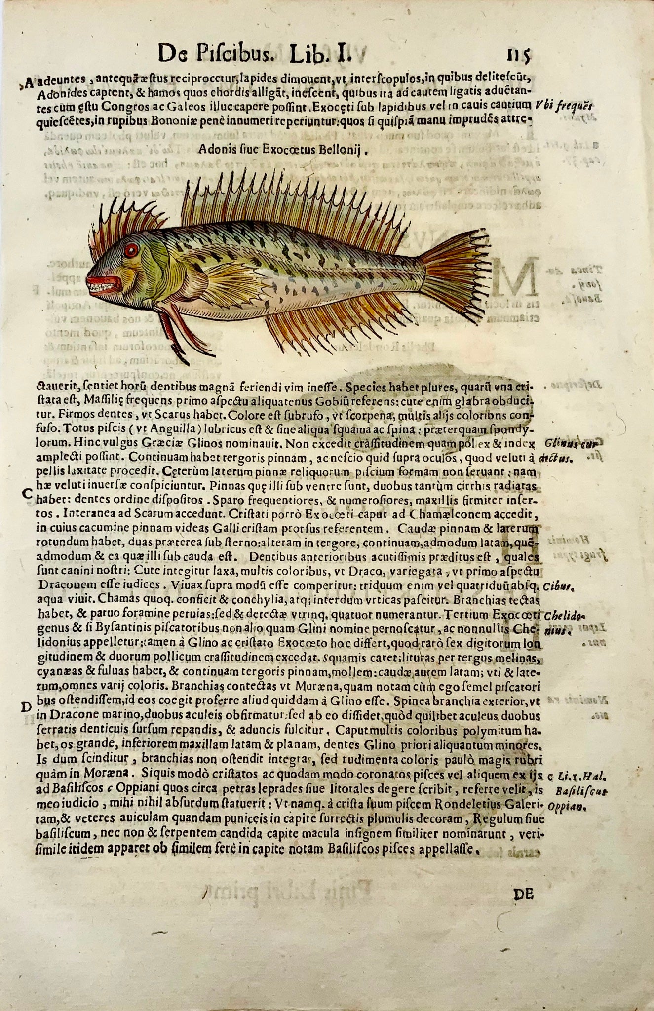 1638 Tracina, pesce con le pinne raggiate, Aldrovandi, grande foglia in folio con 3 xilografie