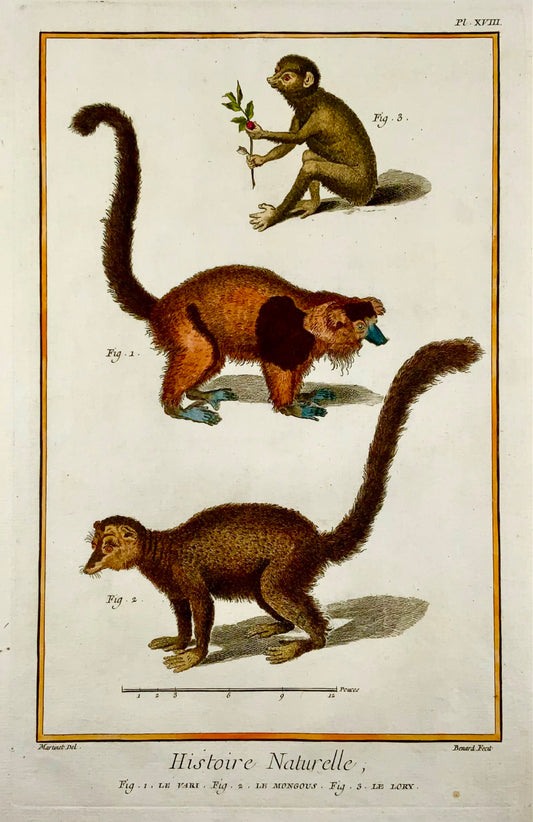 1751 Mangouste, Lori, Martinet, grand folio, couleur main, mammifère