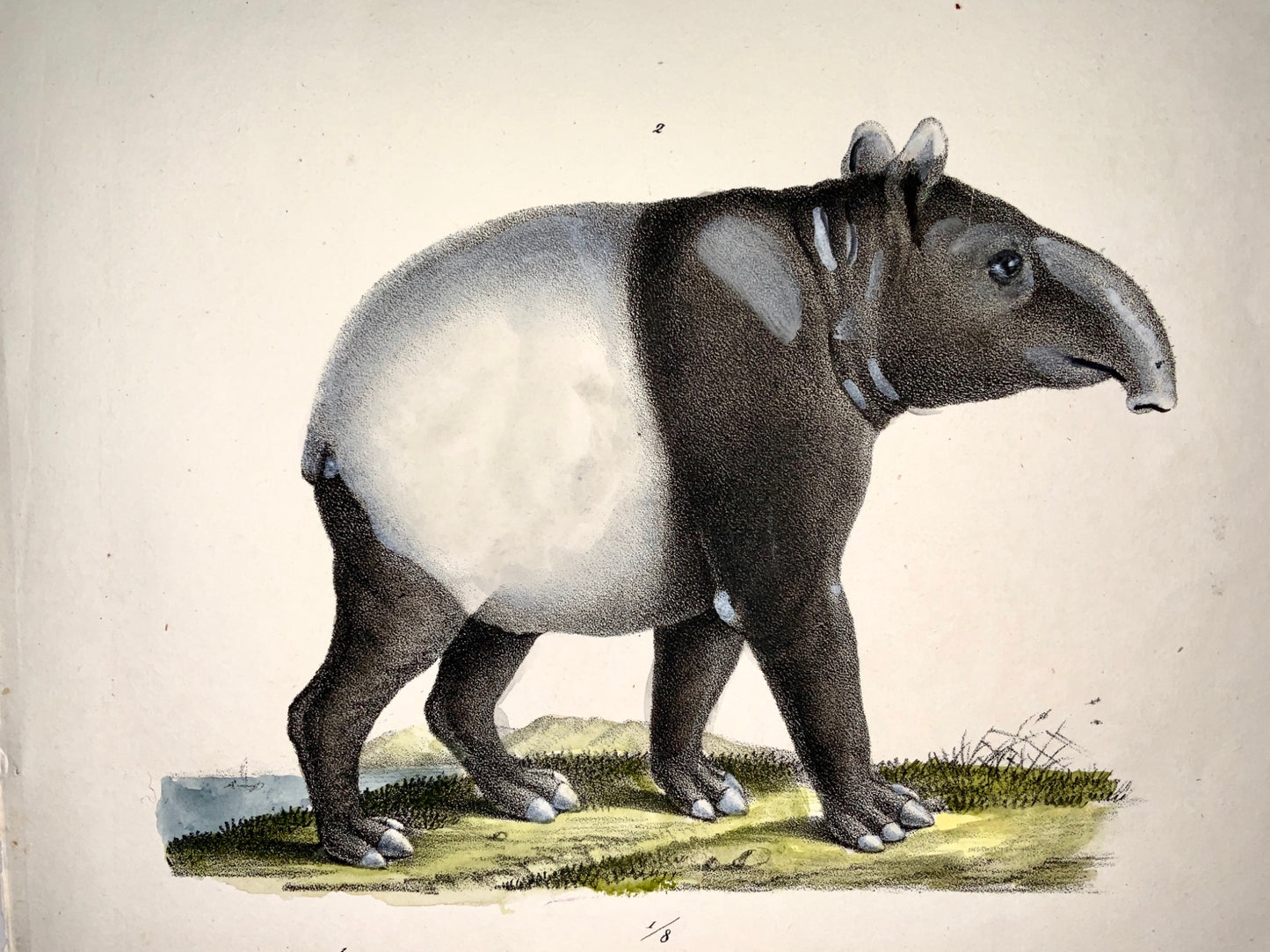 1824 Tapir Hyrax - K.J. Brodtmann hand colored FOLIO stone lithography - Mammal