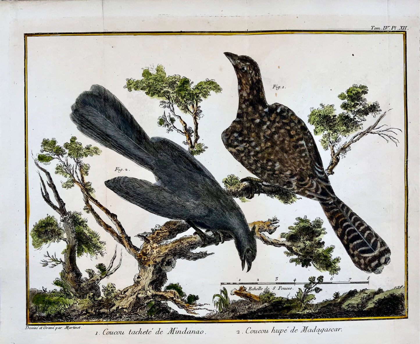 1760 p. Nic. Martinet (1725-1804) - Uccelli cuculi esotici - incisione su rame.
