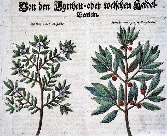 1704 MYRTLES - M. Valentini (1657-1729) - copper engraving - Botanical