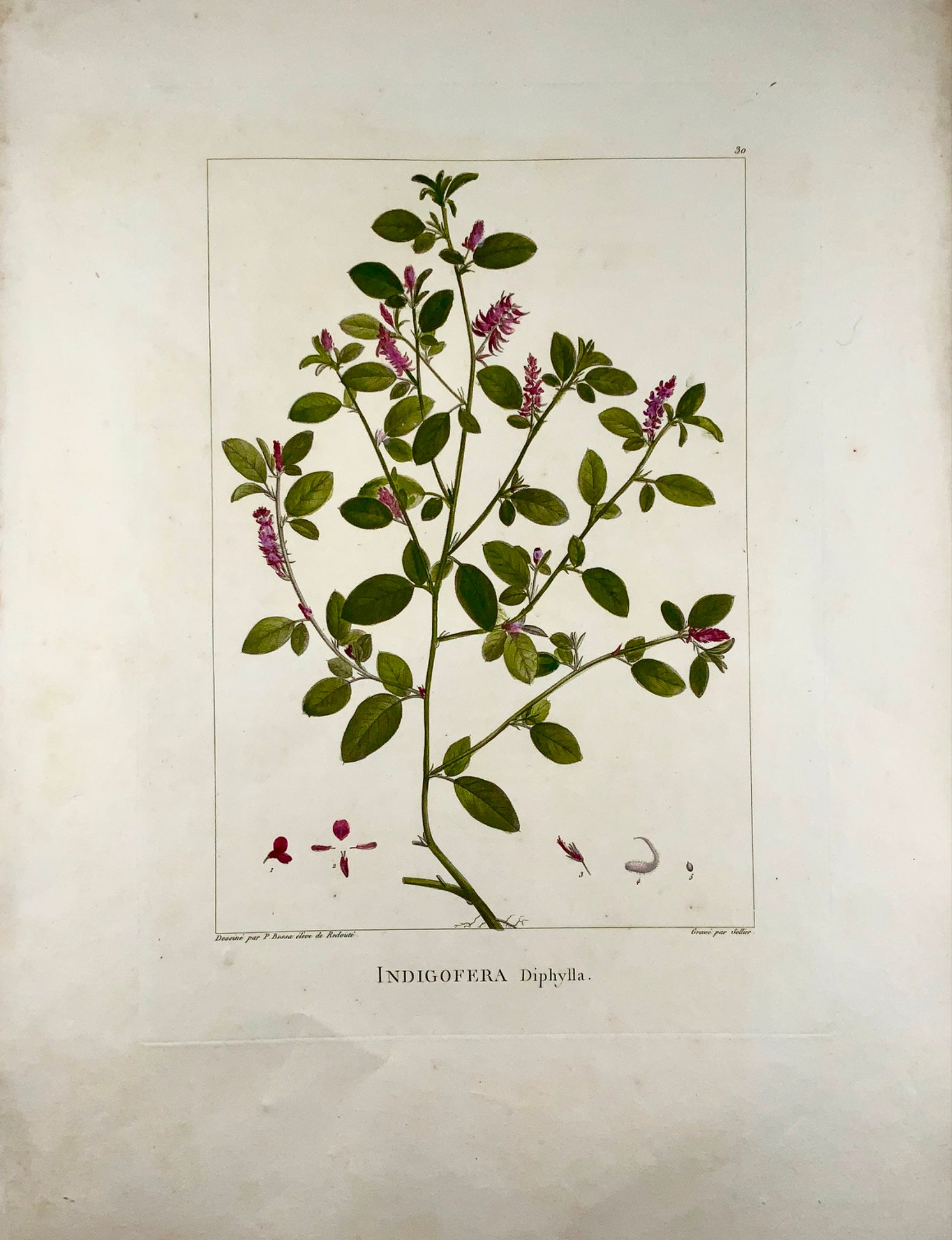 1803 Sellier after Bessa and Redoute - INDIGOFERA 51 x 34 cm. Hand coloured - Botany
