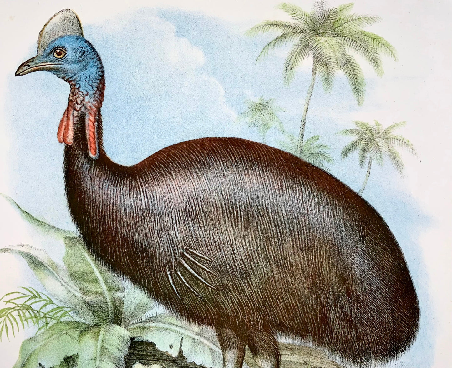 1860 CASSOWARY Bird - Fitzinger FOLIO colour lithograph with hand colour