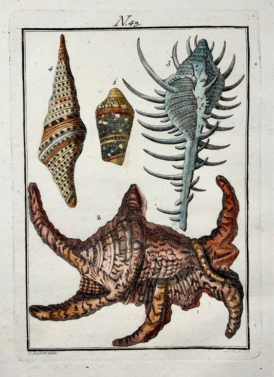 1790 Conchiglie di mare - Joh. Incisione colorata a mano di Sollerer