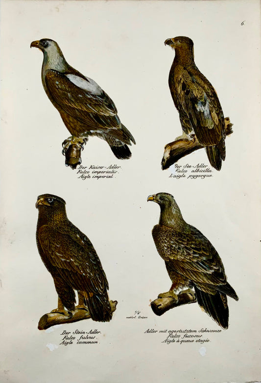 1830 EAGLES Ornithologie Brodtmann lithographie FOLIO colorée à la main