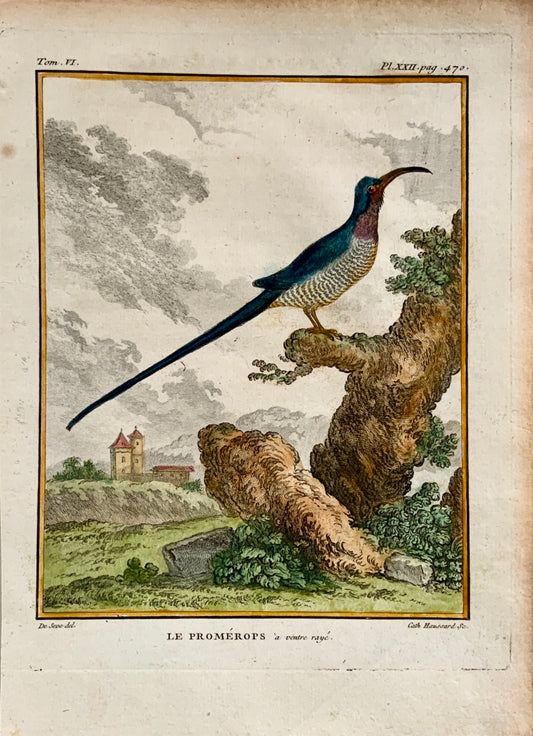 1779 Haussard after Jacques de Seve - Sugarbird - 4to engraving