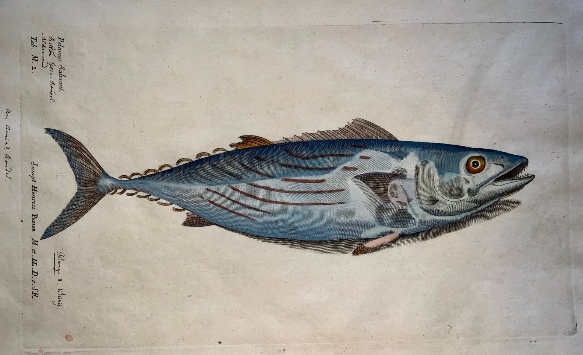 1686 Richard Hunt after Silviani - Skipjack TUNA Fish - folio copper engraving