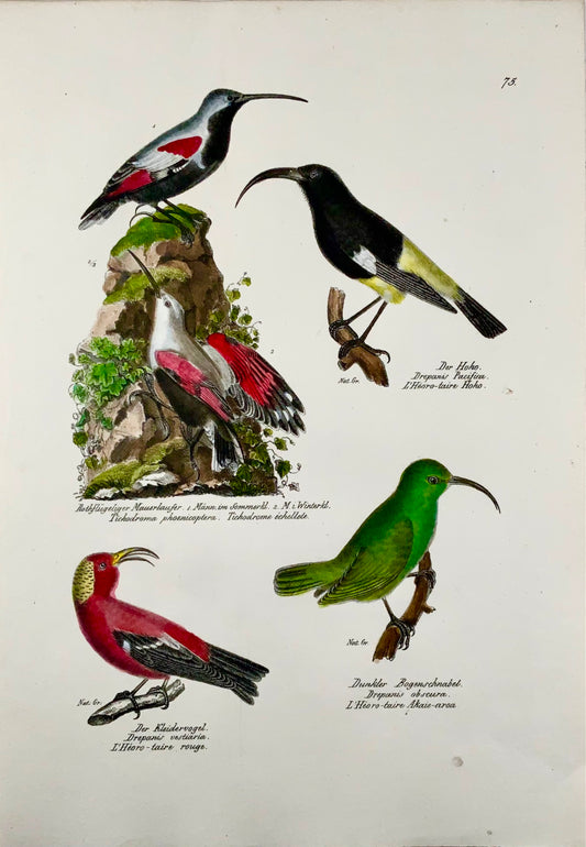 1830 Picchio muraiolo Drepanis, ornitologia, Brodtmann, folio, litografia