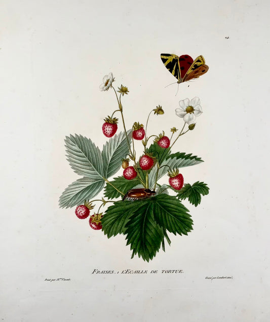 1820 Henriette A. Vincent, Fragole e farfalle, foglio grande, incisione stipple, fiori, botanica, entomologia