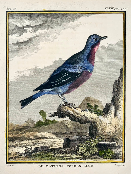 1779 De Seve, Spangled Cotinga, ornitologia, edizione da un litro grande, incisione 