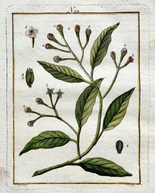 1790 Clou de girofle, arbre Myrtaceae, botanique, Joh. Gravure colorée à la main de Sollerer