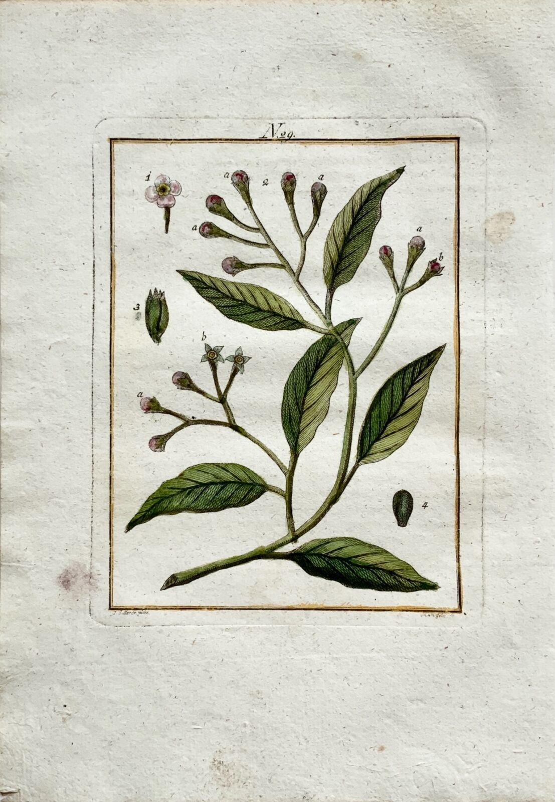 1790 Cloves, Myrtaceae tree, botany, Joh. Sollerer hand coloured engraving