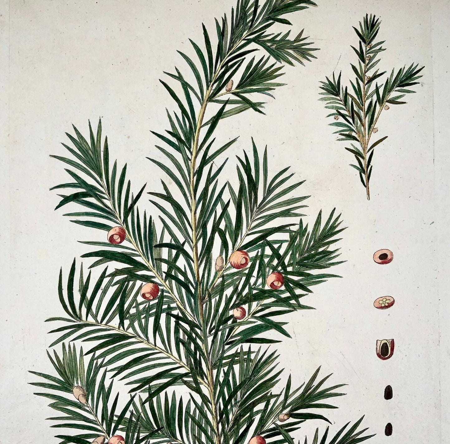 1788 If, dendrologie, JJ Plenck, Icones plantarum, 45cm, folio
