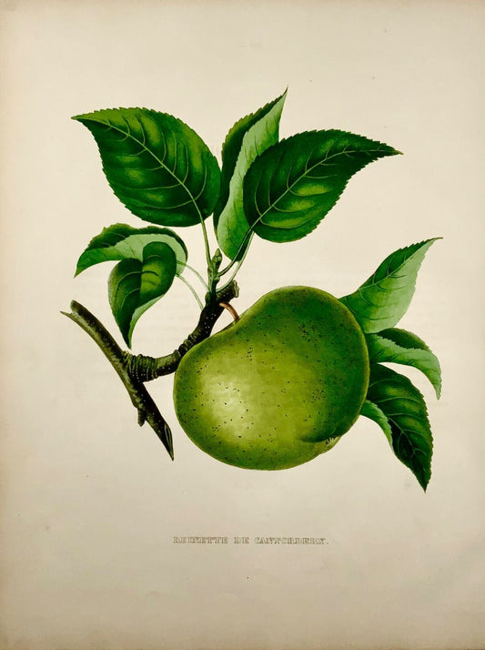 1853 A. Bivot; Arboriculture Pomology - Cantobery APPLE - 35cm fine hand colour, Fruit