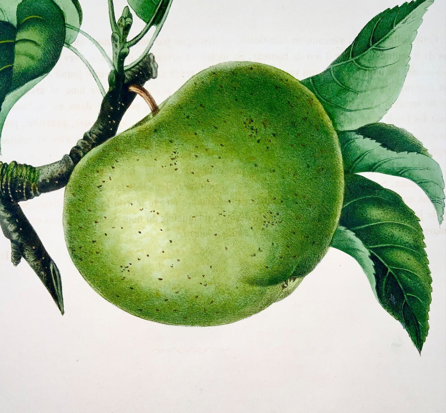 1853 A. Bivot; Arboriculture Pomology - Cantobery APPLE - 35cm fine hand colour, Fruit