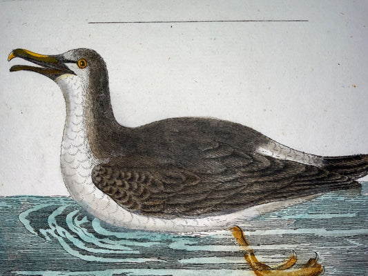 1793 Albatross, John Latham, hand coloured copper engraving, ornithology