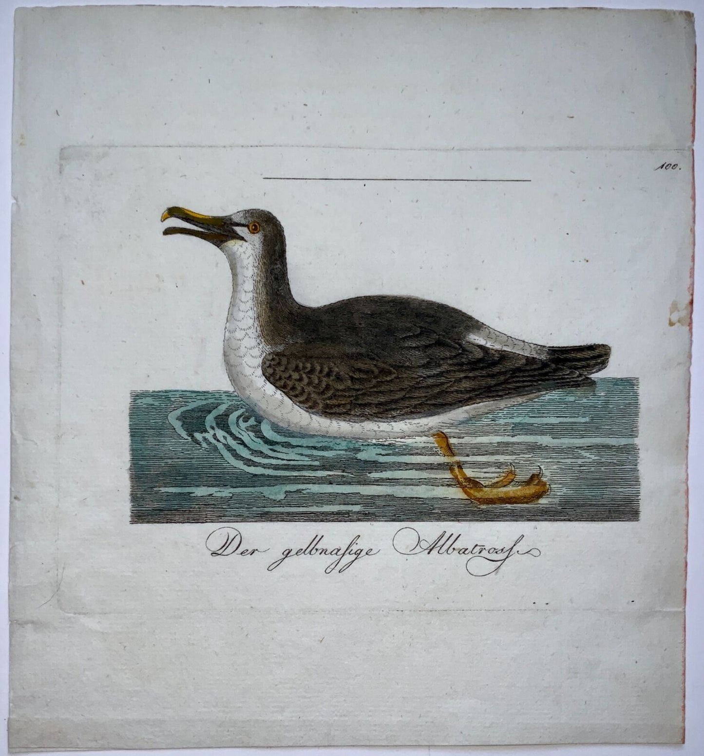 1793 Albatro, John Latham, incisione su rame colorata a mano, ornitologia