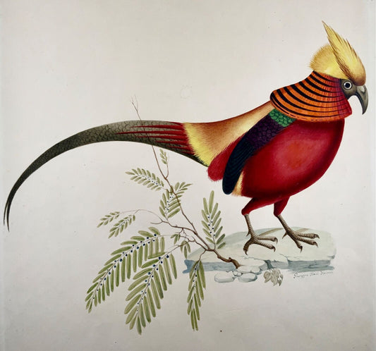 1790 ca Giuseppe Troni (1739-1810) Golden Pheasant, large format gouache, ornithology