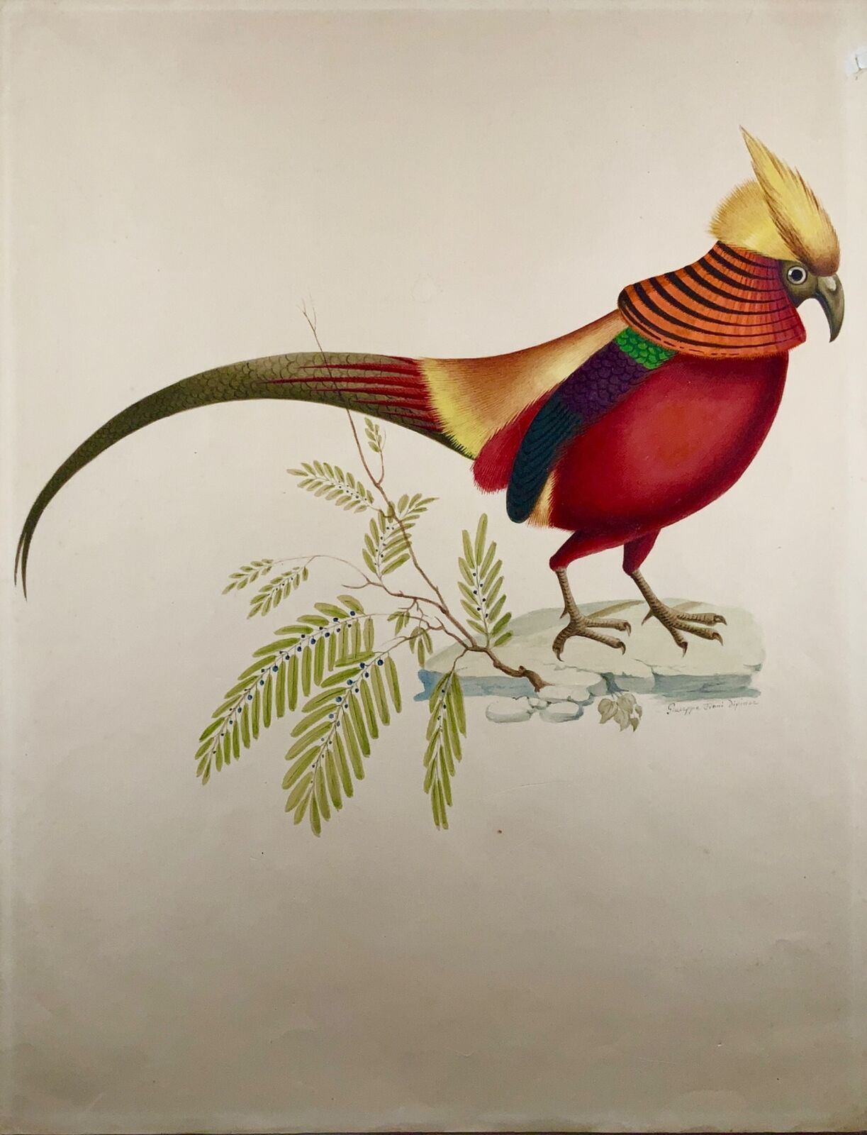 1790 ca Giuseppe Troni (1739-1810) Fagiano dorato, guazzo di grande formato, ornitologia