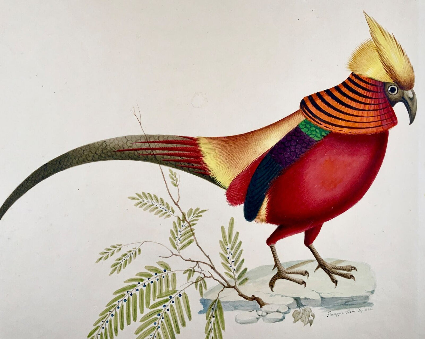 1790 ca Giuseppe Troni (1739-1810) Golden Pheasant, large format gouache, ornithology