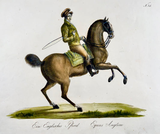 1816 CAVALLO INGLESE - Brodtmann - Imp. folio 42,5 cm 'Incunaboli della litografia' - Mammifero