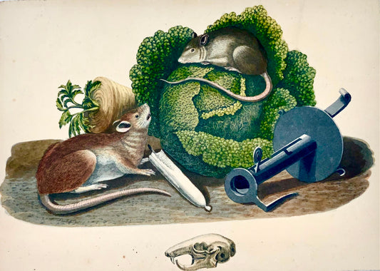 1790 ca. Scuola svizzera - Complesso con ratto e topo - Colore della mano squisito - Storia naturale