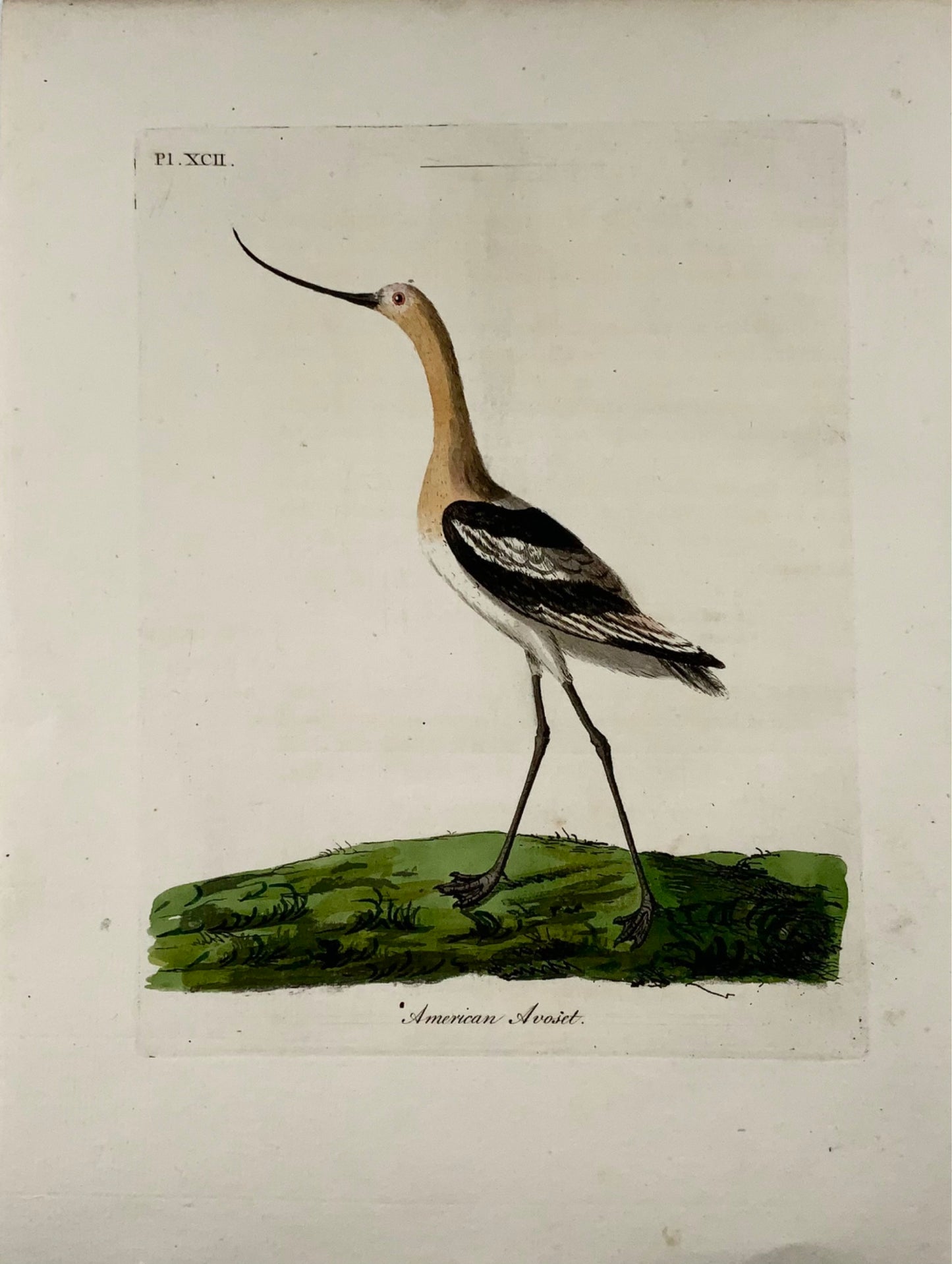 1785 Avocetta americana, John Latham, quarto, ornitologia, incisione colorata a mano
