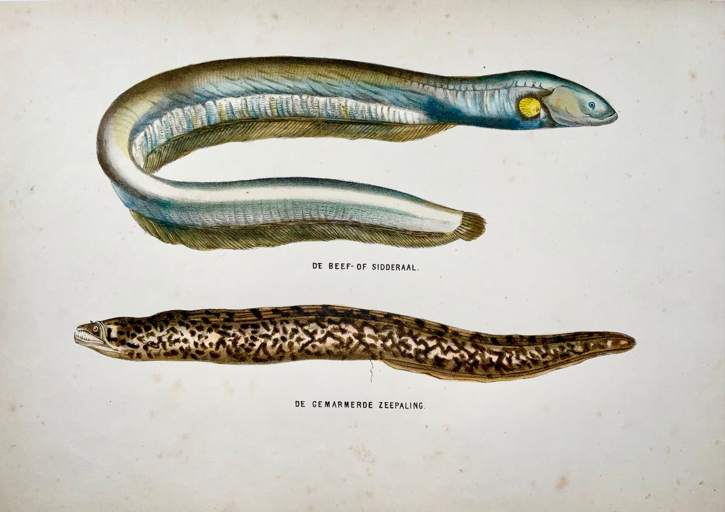 1864 Anguille électrique, Congre, poisson, lithographie sur pierre colorée à la main quarto