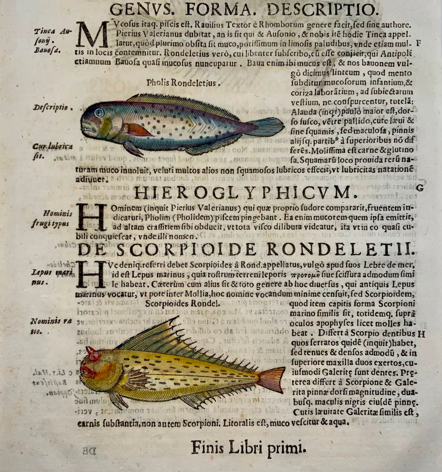 1638 Tracina, pesce con le pinne raggiate, Aldrovandi, grande foglia in folio con 3 xilografie