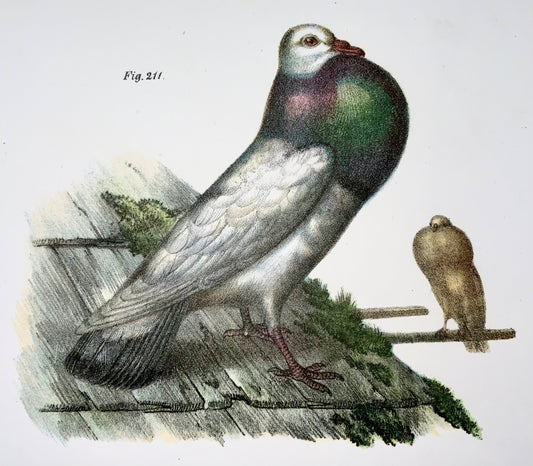 1860 PIGEONS - Birds - Fitzinger FOLIO colour lithograph with hand colour