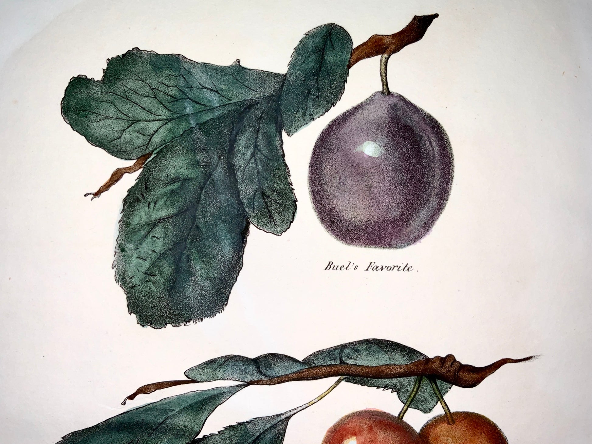 1830 c Edmond del; P. Swinton - Fruit: PLUMS - hand coloured stone lithograph