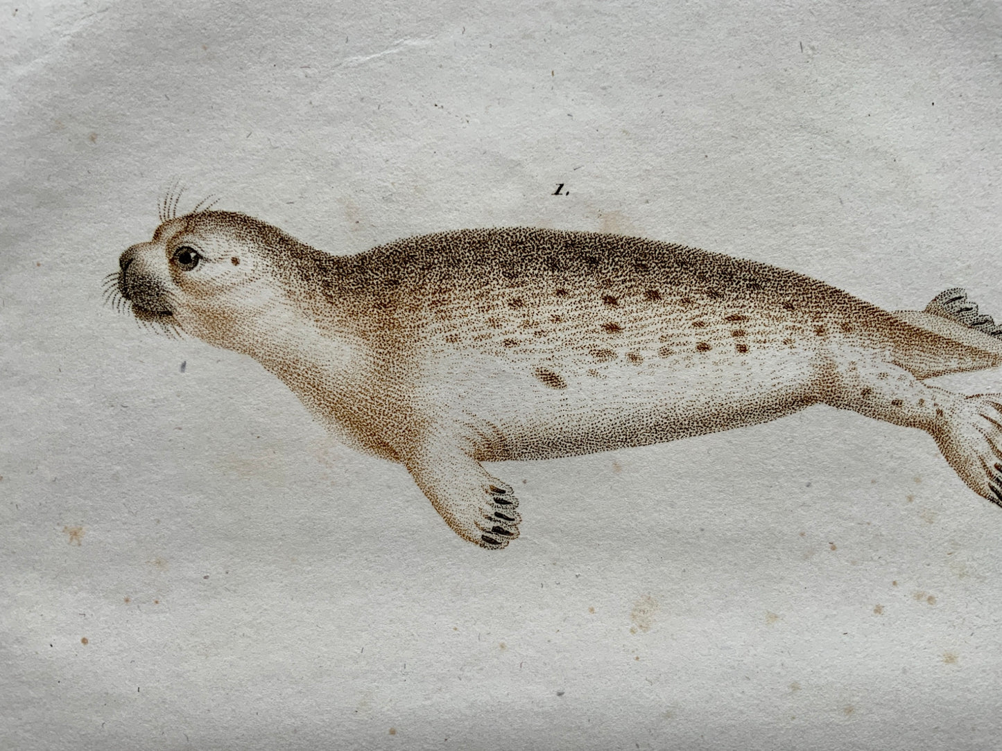 Jean Baptiste Huet [1745-1811] SEALS Coloured stipple (crayon manner) - Mammals