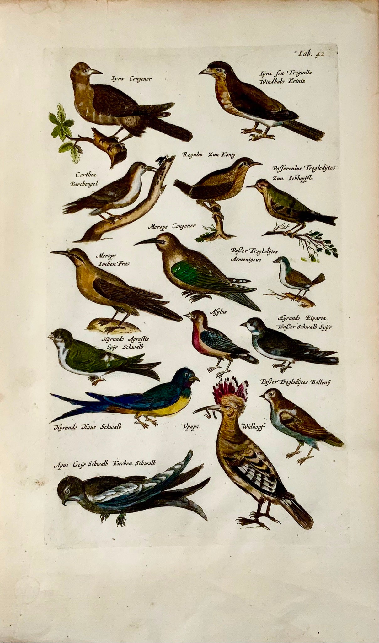 1657 Hoopoe, Bee-Eaters, Passerines, birds, Matt. Merian, folio hand coloured engraving