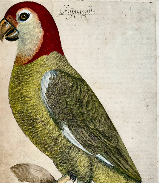 1622 Antonio Tempesta; Fr. Villamena PARROT Bird - Master Engraving