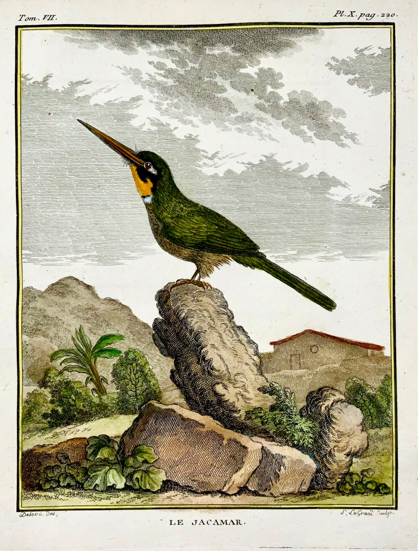 1779 de Seve - Uccello JACAMAR - Ornitologia - 4to Grande incisione Edn