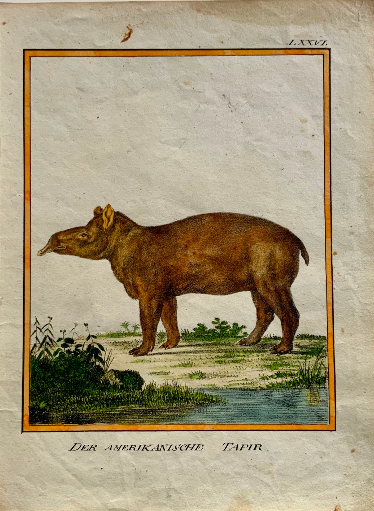 1816 American Tapir INCUNABULA OF LITHOGRAPHY K. Schmidt 4to hand coloured.