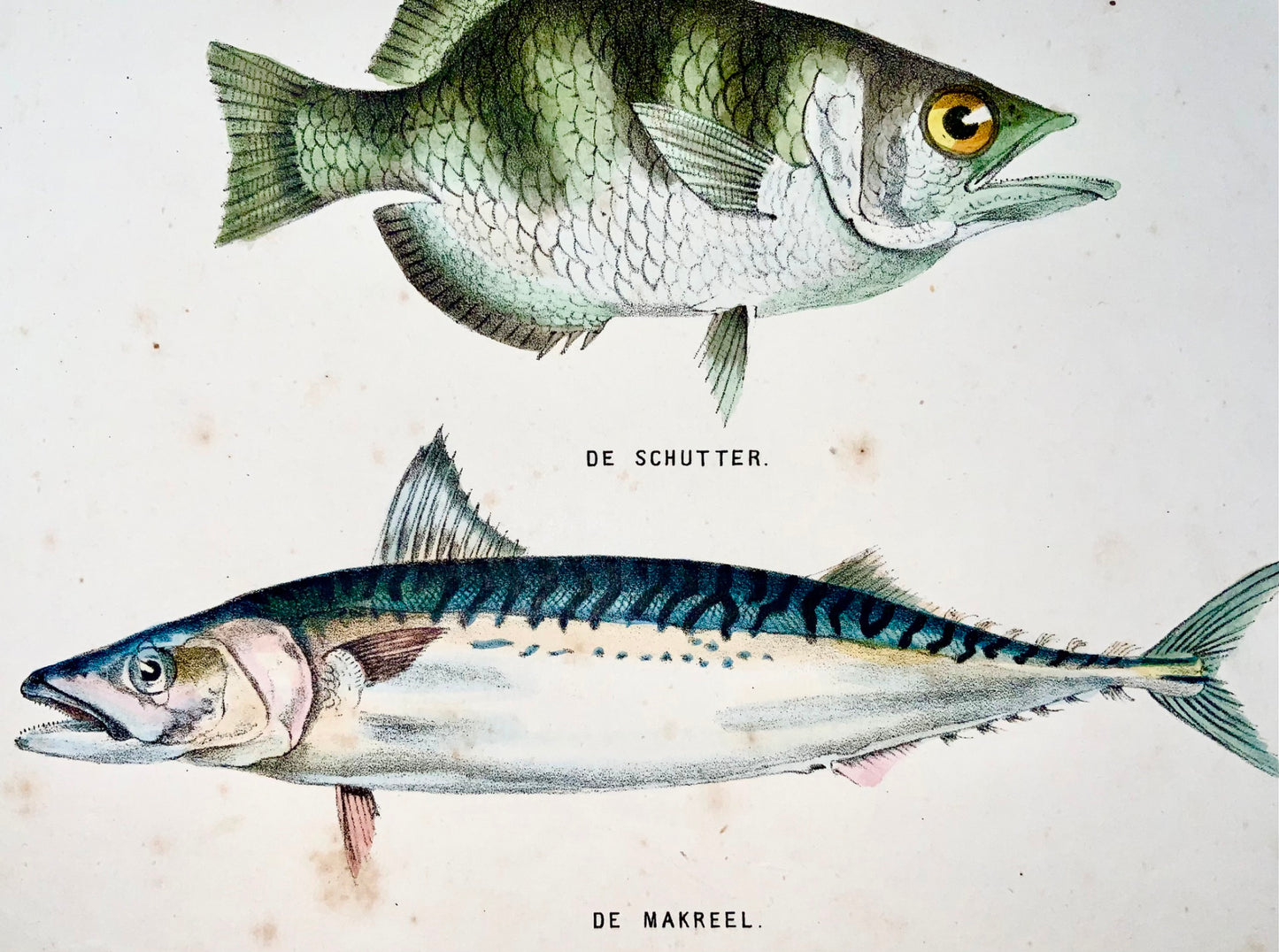 1864 Parrotfish, Mackerel, quarto hand colored stone lithograph