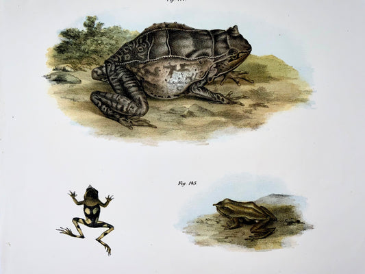 1860 Frogs, amphibians, Fitzinger, colour lithograph with hand finish