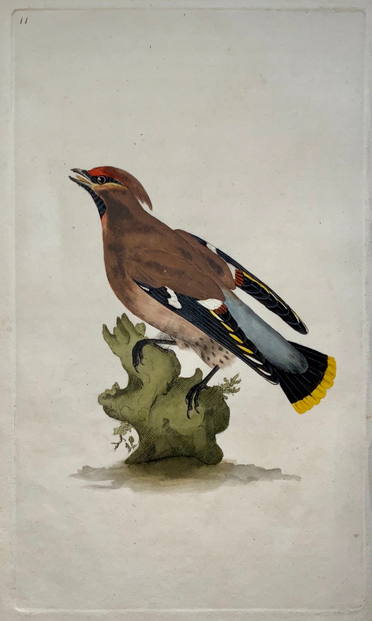 1794 Edward Donovan - CHATTERER Ornithology - hand coloured copper engraving