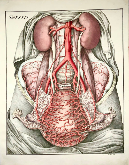 1827 Chest, organs, Bierkowski, Holbein, 20” imperial folio, hand colour, anatomy