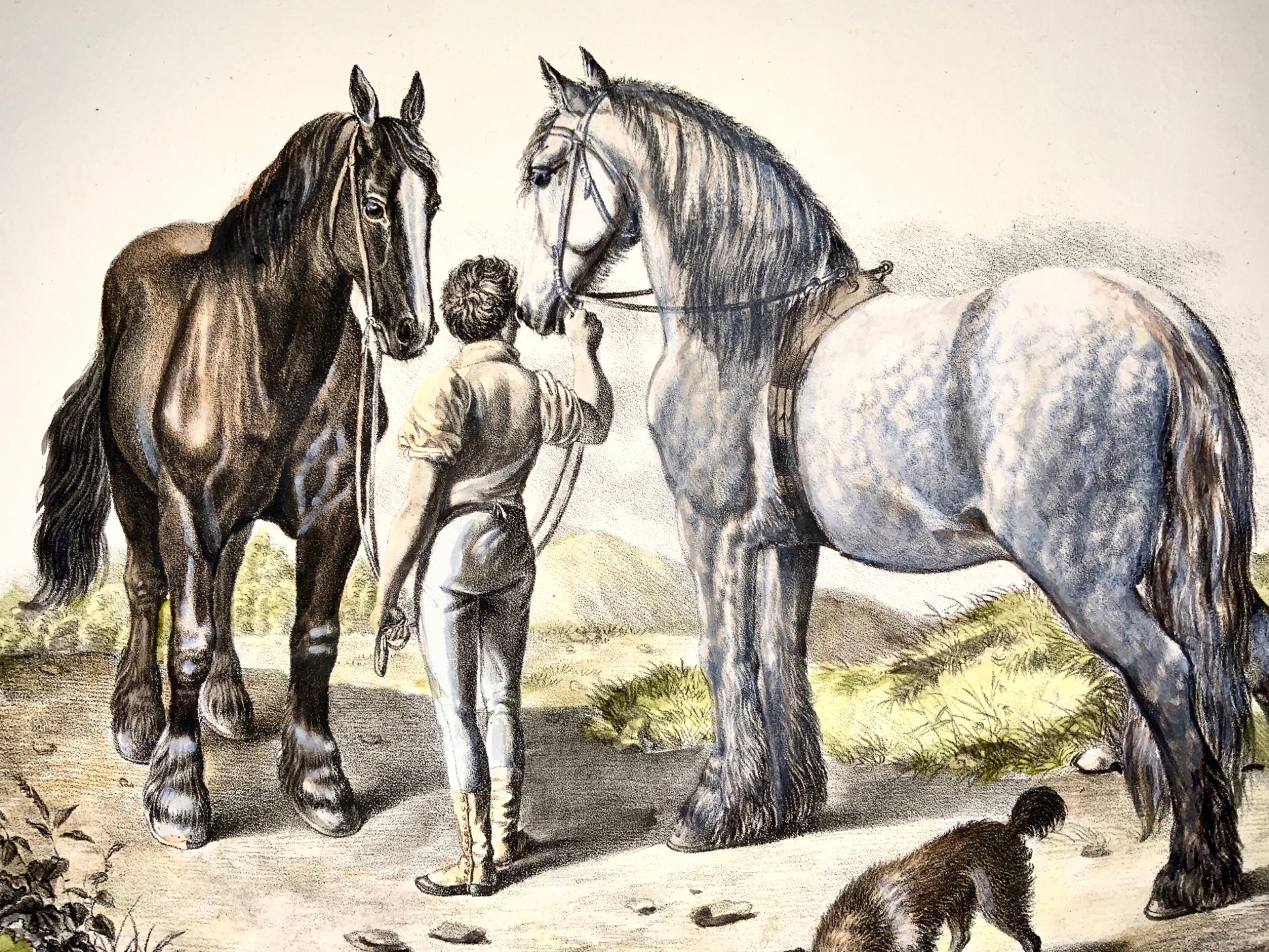 1824 Shire Horses - K.J. Brodtmann handcol FOLIO stone lithography - Mammal