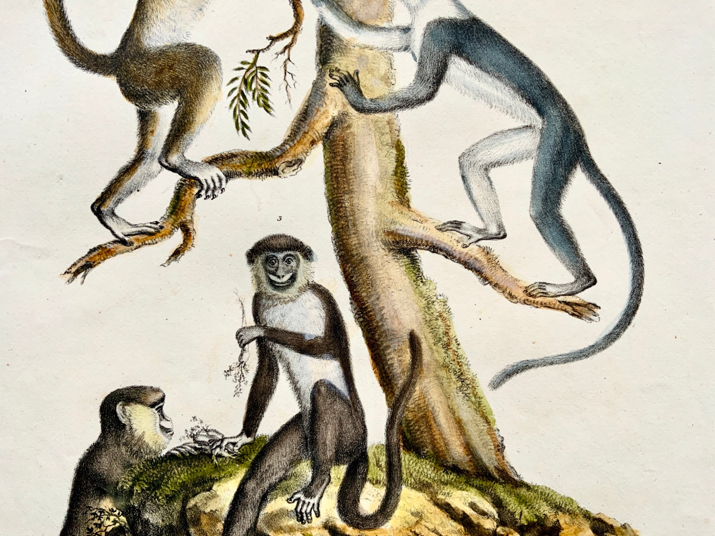 1824 Guenon Old World Monkey K.J. Brodtmann col FOLIO stone lithograph - Mammals