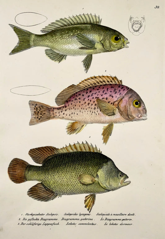 1833 H. Schinz (1777-1861) TRIPLETAILS Pesce con alette raggiate - Handcol. litografia