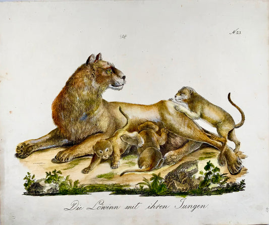 1816 LEONESSA e cuccioli - Brodtmann - Imp. folio 42,5 cm 'Incunaboli della litografia'- Mammiferi